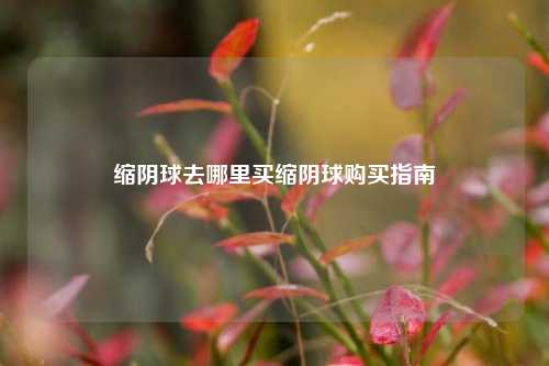 缩阴球去哪里买缩阴球购买指南